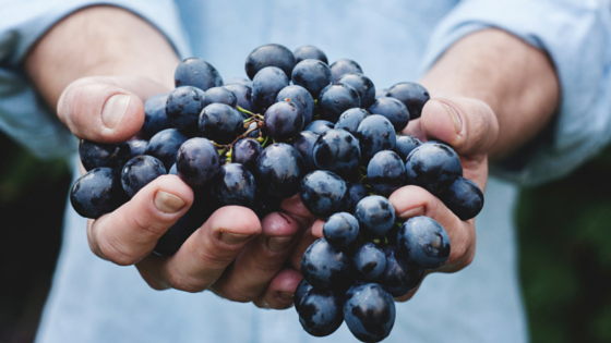 A person holding out a handful of purple grapes.